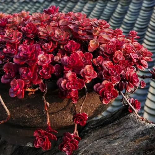 semillas de sedum, orgánicas en decoración jardín balcón 50pcs