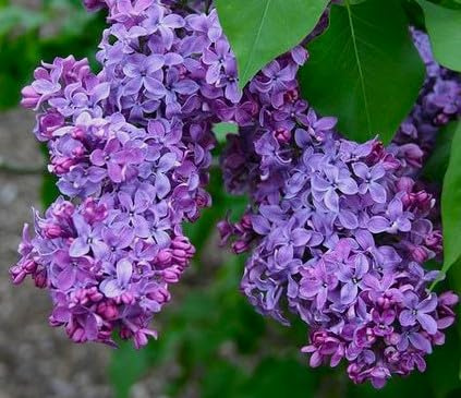 Common Purple Lilac Plant, 1-2' Tall Plant, Violet, Lavender Flowers, Seeds*Bulbs*Plants*&More
