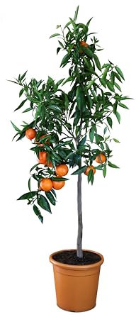 Meine Orangerie Clementinenbaum - süße Clementine - echter Citrusbaum - fruchtreifes Bäumchen für Garten, Balkon oder Terrasse (Topf Ø 26cm)