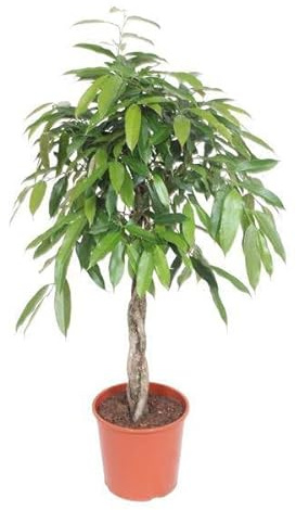 Ficus Amstel King – Schmalblättriger Gummibaum – 140 cm hoch – Ø30 cm – Zimmerpflanze mit geflochtenem Stamm – Pflegeleicht & luftreinigend – Ideal für Wohnzimmer & Büro