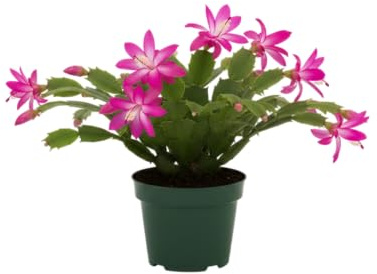DECOALIVE Planta Schlumbergera Natural Cactus de Pascua con Flor