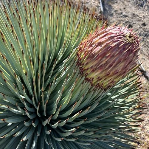 Semillas de Yucca filamentosa, semillas de decoración exóticas raras resistentes de exterior regalos para jardineros jardín 40pcs