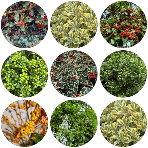 semi di agrifoglio - Ilex aquifolium scalapante resistenti rapida crescita letto elevato per balcone semi giardino resistenti decorazione 250pcs