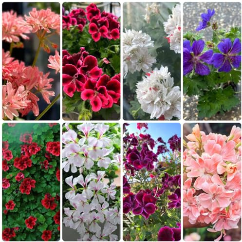 geranien wiesensaatgut garten geschenk pelargonium bonsai balkon blumensamen bodendecker blumensamen mehrjährig winterhart seltene zimmerpflanzen balkonblumen schnittblumen 500samen
