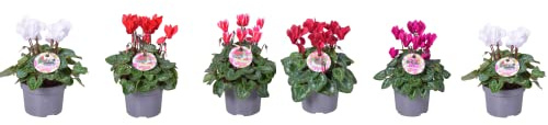 Flores Naturales de Exterior Pack de 6 Violetas de Persia Flores de Colores