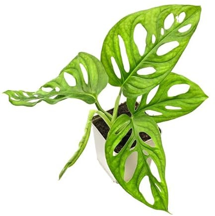 Mostera Adansonii Natural Planta de Adán Exótica para Interiores