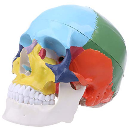 XFUYI Modelo De Cráneo Humano Colorido De Tamaño Natural Anatomía Anatómica Enseñanza Médica Skeleto PVC