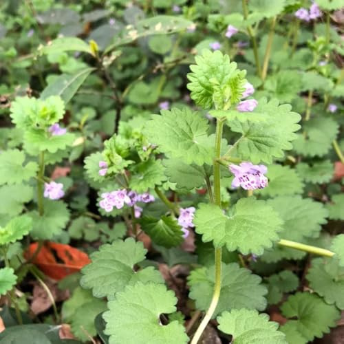 semi biologici di edera terrestre - copertura del terreno resistenti aiuola balcone giardino esotiche 400pcs