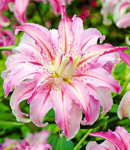 BALDUR Garten 3x Riesen-Duftlilie 'Broken Heart', Zwiebeln mit Umfang 16-18 cm, gefüllte, duftende Prachtblüten, Blickfang für Beet, Balkon und Terrasse, winterhart & mehrjährig, Lilium orientalis