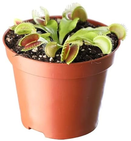 Planta Carnívora de Interior Venus Atrapamoscas Dionaea Muscipula