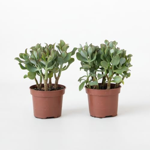 Jadeväxt - Crassula Arborescens 'Curly' - Uppsättning om 2-15–25cm - Ø12cm - Flerdeal - Kaktusar och suckulenter