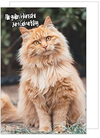 Edition Seidel Premium Geburtstagskarte mit Umschlag. Glückwunschkarte Grusskarte Billet Geburtstag Happy Birthday Mann Frau Kind Alle guten Wünsche Katze Karte (G3302 SW023)