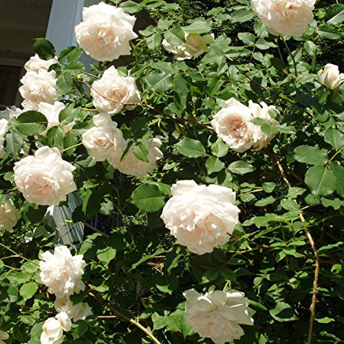 Madame Alfred Carrier, rosa rampicante antica Rose Barni®, di gran pregio, vigorosa, rifiorente, fiori grandi doppi a rosetta bianchi, leggermente rosati, profumo intenso. h. fino 5 metri, cod.14035