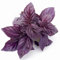 150 Semi di Basilico Viola - SemiSelvaggio Permacultura
