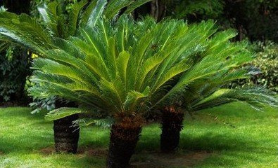 Nouvelles graines authentiques de Cycas Variétés rares au monde Graines d'arbres bonsaï pour jardin Paquet de 100 graines