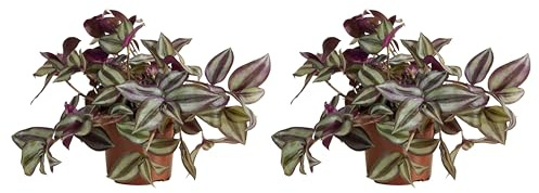 Bloomique - 2er-Set - Tradescantia Violet Hill - Dreimasterblume - Zimmerpflanzen - Hängepflanze - luftreinigend - pflegeleicht - Höhe 10-20 cm - Topf 12 cm