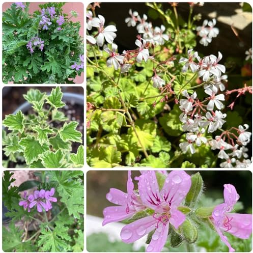 semi di geranio profumati - pelargonium graveolens - tappezzanti, perenni decorativi di geranio limone orto da orto, 10pcs
