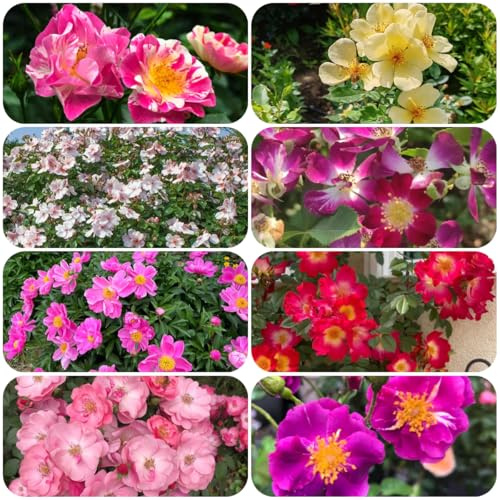 Semillas de rosal trepador, resistente y fragante en resistentes al aire libre silvestres, balcón, variedades antiguas, 25pcs
