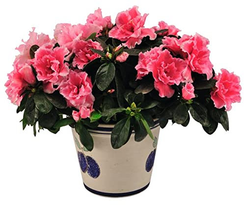 Azalea Natural Planta Resistente a Diferentes Temperaturas