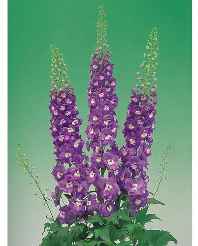 Semi di Delphinium-semi di da balcone-da piantare semi di a crescita rapida vaso per-800pcs