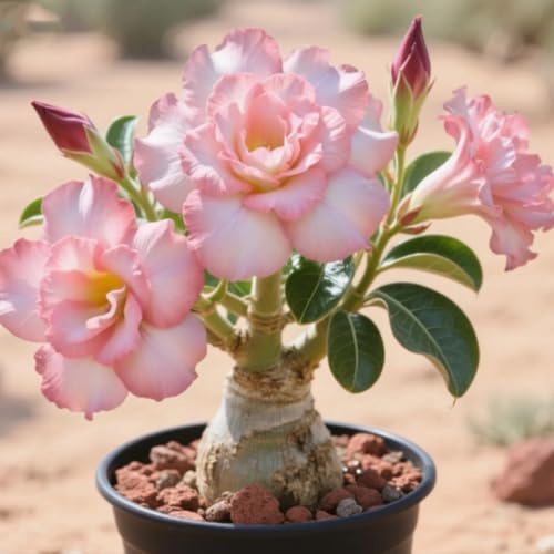 Radice di rosa del deserto/Mista/Radice di rosa del deserto selezionata/Resistente al freddo e alla siccità/Adatta per la decorazione di giardini e balconi /【NVNJHJN】-1 bulbi-D