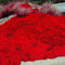 Kalash nuevas 100 PC perenne tomillo rastrero semillas de plantas para jardinería roja