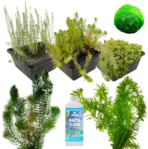 vdvelde.com - Teichpumpen-Alternative: Sauerstoff-Pflanzen-Pack - - 24 Pflanzen für 500-1.250L - Verhindert und kontrolliert alle Arten von Algen im Teich - Platzierung: -1 bis -80cm