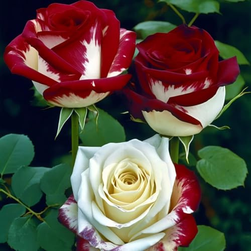 Strauchrose & Hybridrose & Seltene Rose & Bicolor-Rose – Exotischer Vielblühermix, farbenfroher Touch für Hof & Halbinnenraum-1knolle-H