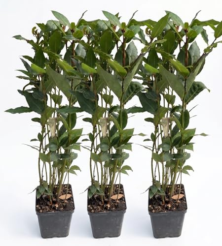 Alloro 3 Piante Aromatiche in Vaso (Laurus Nobilis) | Pianta Aromatica Sempreverde | Foglie Profumate per Cucina | Ideale per Balcone | Terrazzo e Giardino | Facile da Coltivare