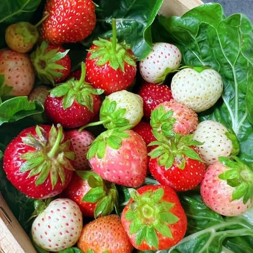 Semillas de fresa, semillas raras fresa, comprar resistentes para el jardín exóticas variedades antiguas columnar fresca huerta 85pcs