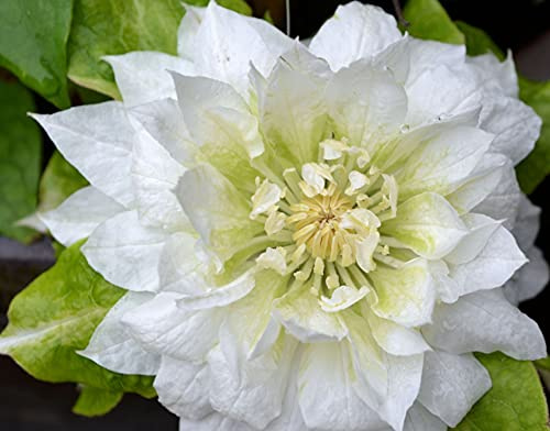 Clematis Duchess of Edinburgh - Live Plant in a 4 Inch Growers Pot - Clematis 'Duchess of Edinburgh' - Starter Plants Ready for The Garden - Beautiful White Bloom Flowering Vine