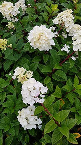 Hydrangea paniculata Sundae Fraise® 'Rensun' / Hortensia paniculé Sundae Fraise® 'Rensun' / Conteneur de 7 à 10 litres