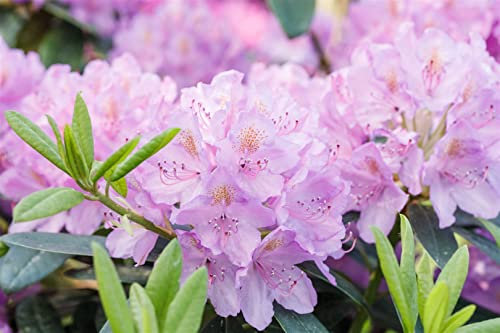 Rhododendron INKARHO 30-40 cm – Winterhart, Immergrün, Mehrjährig – Alpenrose – Heckenpflanze für Garten & Sichtschutz