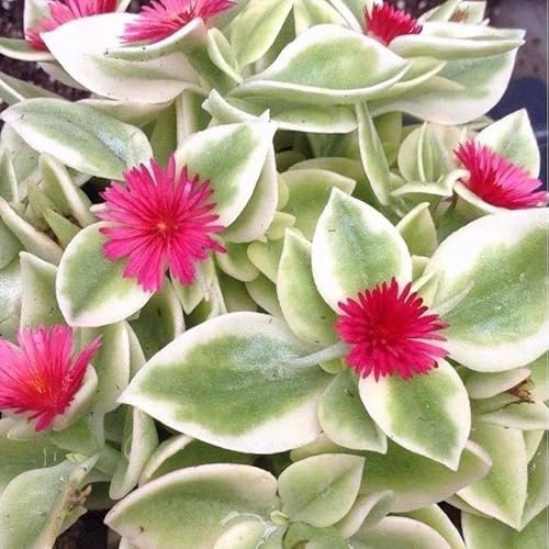 Variegated Aptenia (Variegated Baby Sun Rose) - Pack of 2-5-9 Live Plants - Heartleaf Ice Plant for Hanging Baskets - Drought Tolerant Succulent Groundcover Zone 9-11 - Bright Red Flowers