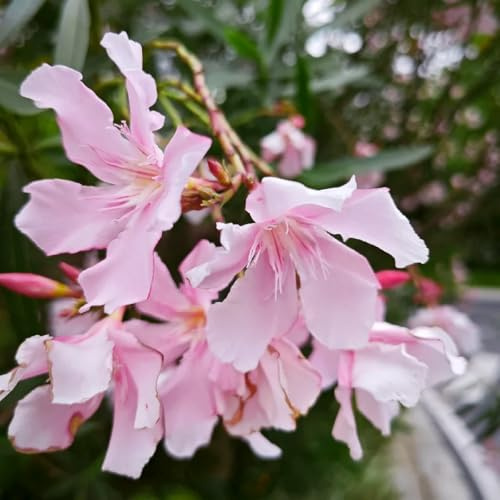 semi di oleandro, decorazione da giardino esterni Nerium oleandro, semi di selvatici all'esterno giardino esterni balcone 20pcs