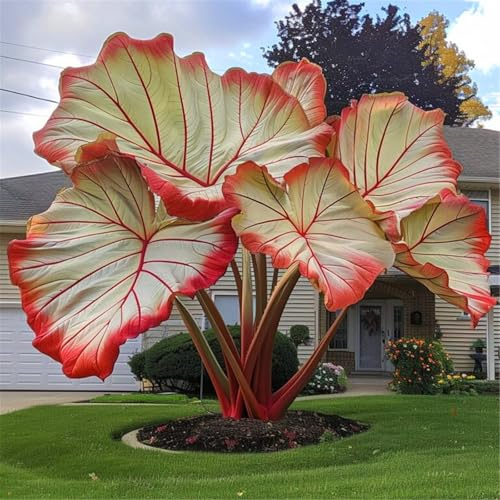 HGJKYTFCDG Elefante orecchio rizomi – Acquistare alocasia – Varietà resistenti al gelo per giardino tropicale & luce balcone-4radici-X
