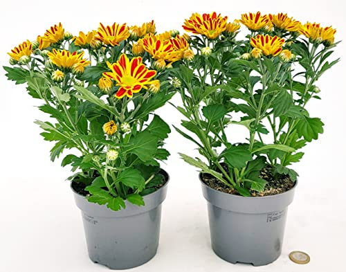 POWERS TO FLOWERS - CRISANTEMO ARANCIO BICOLORE, 2 PIANTE vaso 12cm, Piante Vere