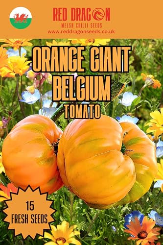 Orange Giant Belgium Tomato Seeds - 15 Fresh Seeds