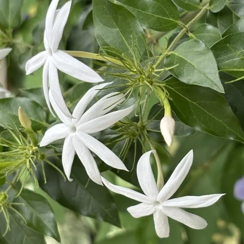 Jasminsamen, blumensamen mehrjährig winterhart schnittblumen outdoor rankpflanzen gartendeko für draußen indoor alte sorten gewächshaus balkon winterharte kübelpflanzen zimmerbonsai 30pcs