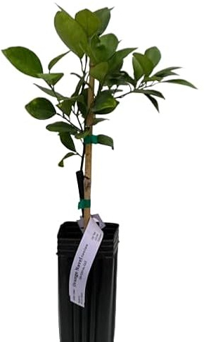 Cultiva Naranjas en Casa El Árbol Frutal que Transformará tu Jardín