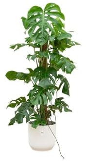 Offre combinée - Monstera Pertusum XL avec elho Vibes Fold Rond Blanc Ø 30-120 cm
