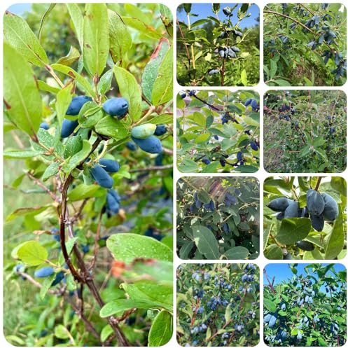 Semi di mirtillo siberiano - resistente giardino raro 300pcs