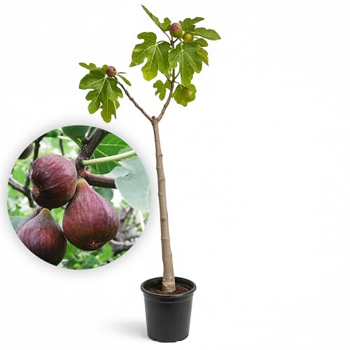 LEMON FLOWERS | Feigenbaum 'Ice Crystal' – Ficus Carica 160cm-170 cm – Feigenbaum Winterhart bis -17°C – Selbstbefruchtend – Feige mit Violett-Braunen Früchten