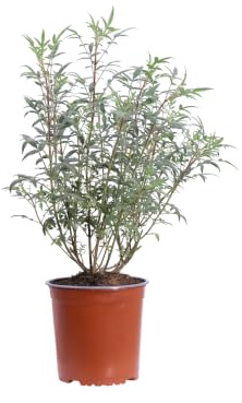 eGarden.store - Pianta vera di Tagete Arbustivo o Tagetes Lemmonii | Altezza 40 cm - Diametro vaso: 17 cm | profumata fiori gialli da coltivare all'esterno
