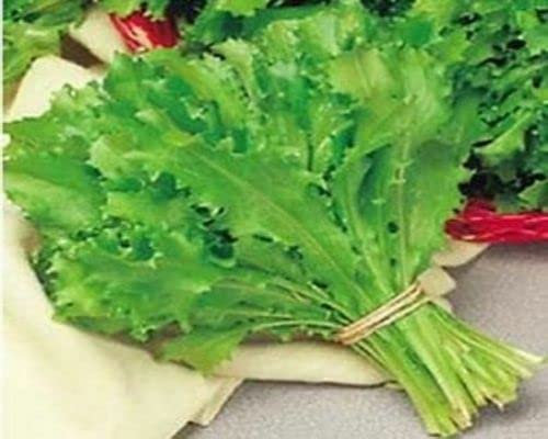 50 SEMI-DI INDIVIA RICCIA ROMANESCA DA TAGLIO