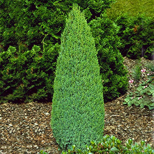 GardenersDream Juniperus communis Compressa Plant - Beautiful Evergreen Outdoor Plants - Dwarf Ornamental Conifer Plants for Gardens, Patios, and Borders (20-30cm Incl. 9cm Pot)
