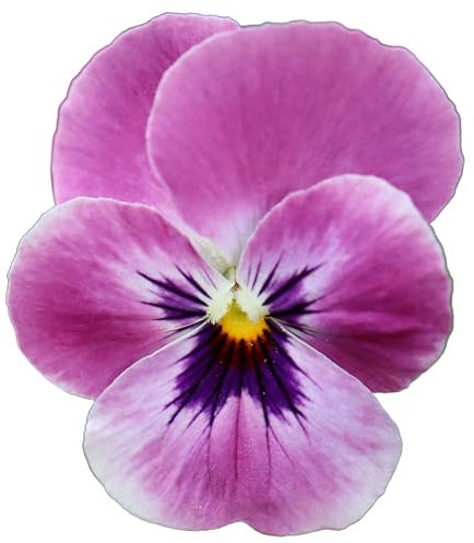 Viola Plants, 'Antique Shades', 20 x Plant Pack, Bedding Plants, Garden Flowers, Violas, Garden Ready and Ready to Plant, Premium Quality Flowers