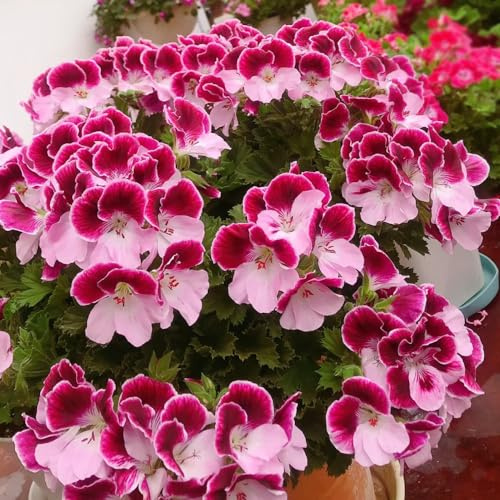 semi di geranio - esotici appartamento perenni resistenti decorazione balcone giardino 150pcs