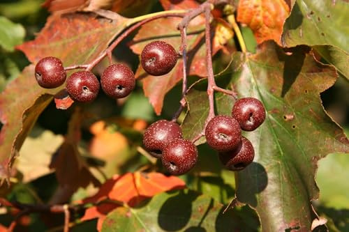 Elsbeere Sorbus Torminalis 100 Samen