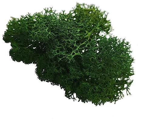 Eurofoto Islandmoos konserviert - echtes Natur-Moos zum Basteln und zur Dekoration - Farbe: Forest Green - Karton mit 1 kg Inhalt